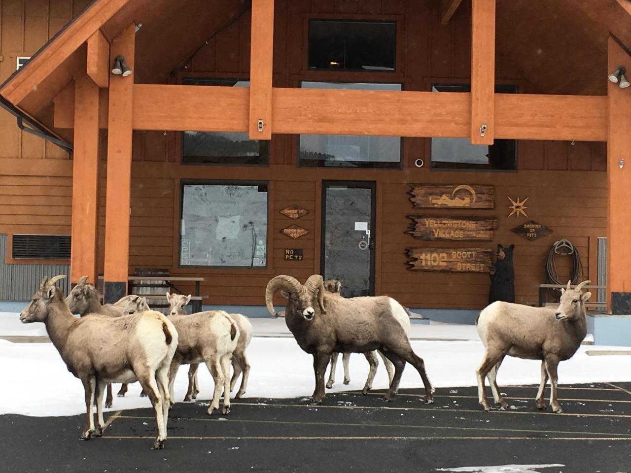 Yellowstone Village Inn&Suites Gardiner Esterno foto